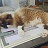 cat, fluffy, sleeping, table, glass_table, papers, ruler, indoor, cozy, relaxed, white, brown, black, paw, long_hair, domestic_cat, feline, home, furniture, resting