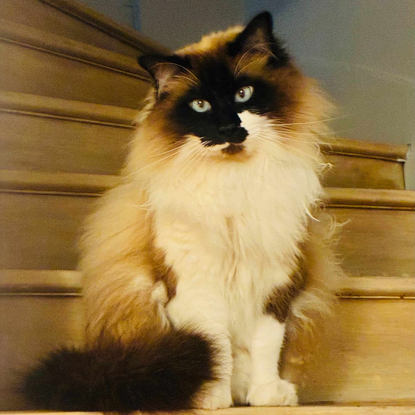 Swany participe au concours pour gagner de l'argent avec cette photo : cat, fluffy, stairs, wooden, pet, animal, indoor, feline, long_hair, sitting, face, whiskers, tail, cute, domestic_animal, portrait, fur, alert, eyes, house