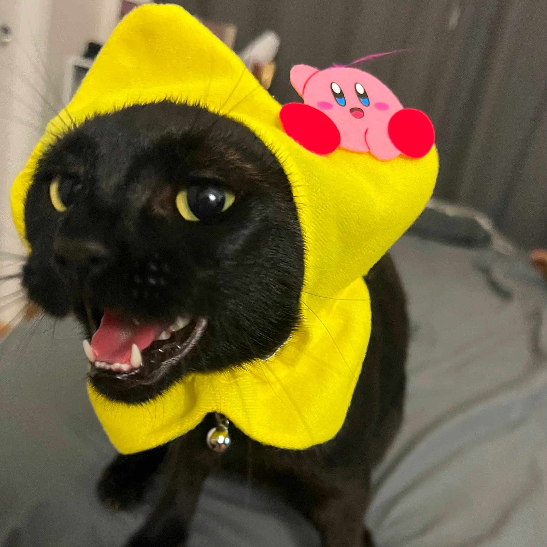 Yami is registered to the contest to win money with this photo: animal, blackcat, canine, cap, cat, clothing, coat, dog, hat, hood, hoodie, kitten, knitwear, manx, peeps, pet, siamese, sweater, sweatshirt, toy