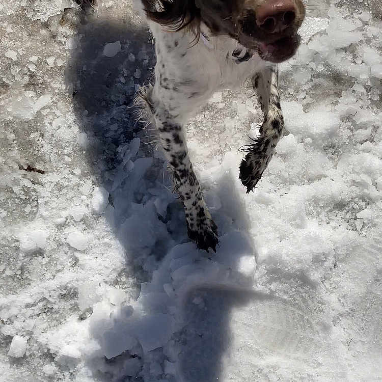 Ponyo is registered to the contest to win money with this photo: animal, baby, beagle, canine, clothing, cockerspaniel, dog, footwear, hound, ice, labradorretriever, nature, outdoors, person, pet, pointer, puppy, shoe, snow, winter