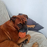Jango participe au concours pour gagner de l'argent avec cette photo : dog, brown_dog, pet, ball, toy, blanket, pillow, indoor, cozy, animal, canine, laying_down, looking, playful, fur, ears, face, paw, resting, cute