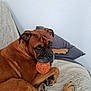 dog, brown_dog, pet, ball, toy, blanket, pillow, indoor, cozy, animal, canine, laying_down, looking, playful, fur, ears, face, paw, resting, cute