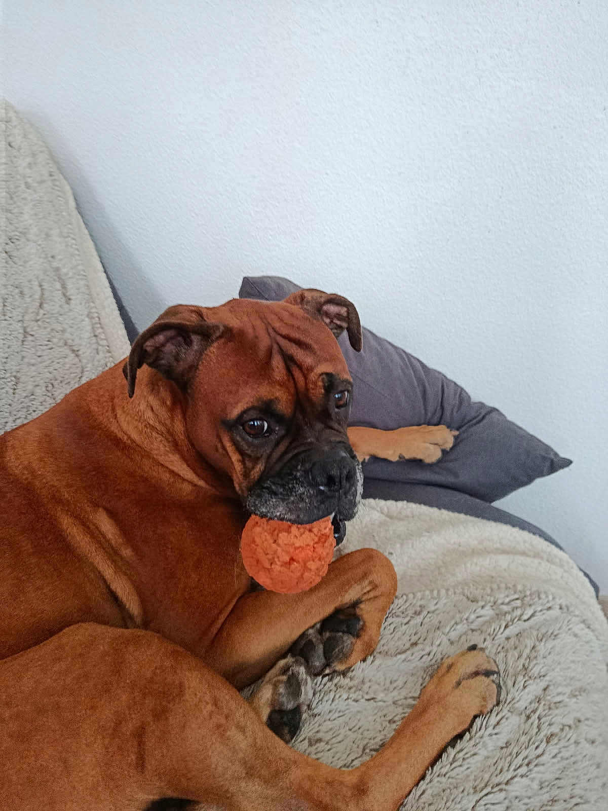 Jango participe au concours pour gagner de l'argent avec cette photo : dog, brown_dog, pet, ball, toy, blanket, pillow, indoor, cozy, animal, canine, laying_down, looking, playful, fur, ears, face, paw, resting, cute