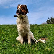 Mia participe au concours pour gagner de l'argent avec cette photo : dog, grass, outdoor, sky, nature, animal, pet, canine, collar, sitting, green, blue_sky, fur, mammal, landscape, daytime, field, alert, watching, leisure