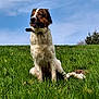 dog, grass, outdoor, sky, nature, animal, pet, canine, collar, sitting, green, blue_sky, fur, mammal, landscape, daytime, field, alert, watching, leisure