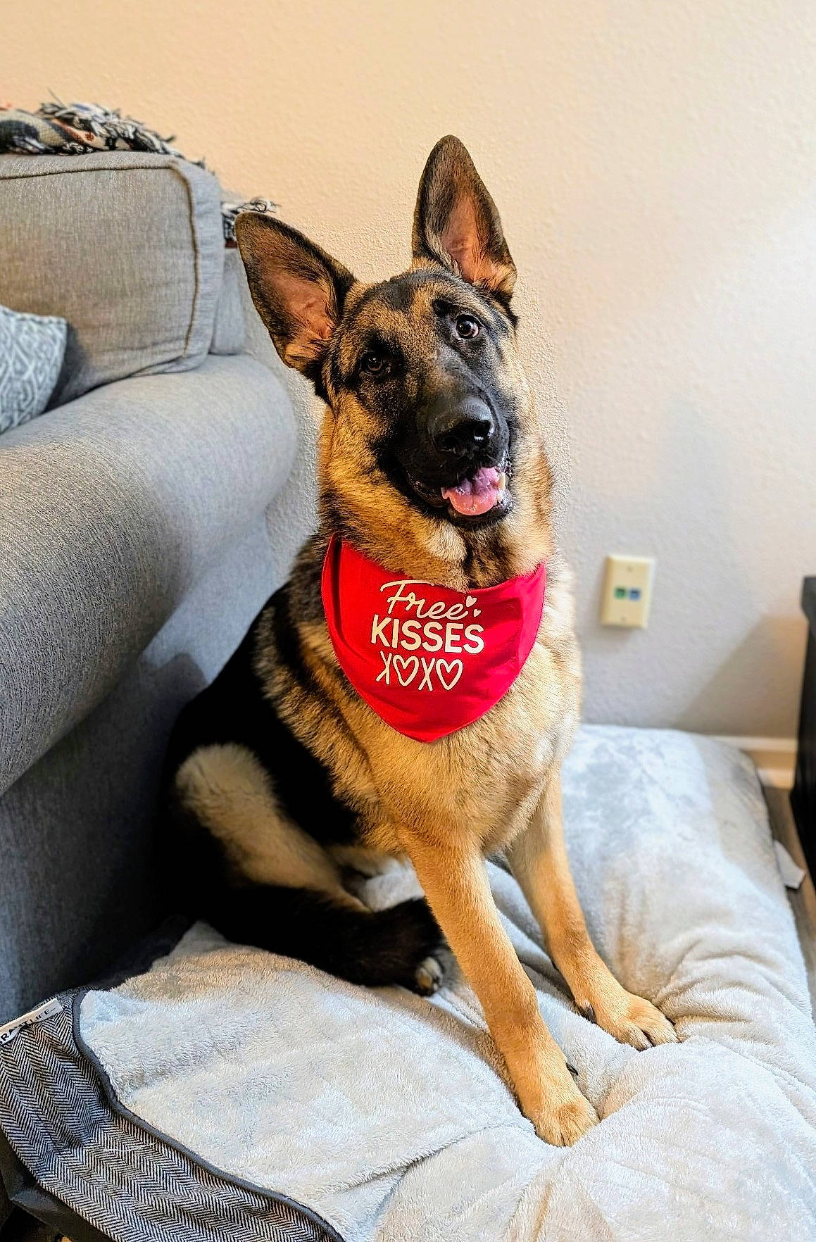 Blade joined the competition — help win amazing prizes! belgian_shepherd_malinois, canidae, carnivore, collar, comfort, companion_dog, dog, dog_breed, dog_supply, east_european_shepherd, fawn, german_shepherd_dog, guard_dog, herding_dog, king_shepherd, old_german_shepherd_dog, snout, sporting_group, working_animal, working_dog