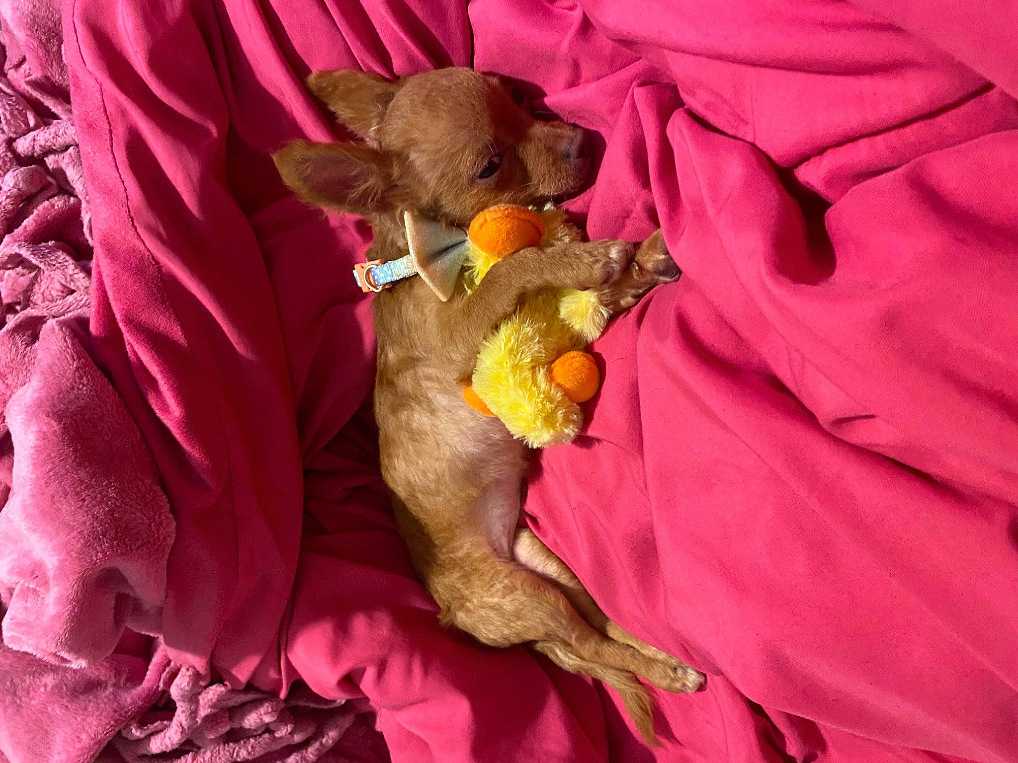 Candy joined the competition — help win amazing prizes! canidae, carnivore, comfort, companion_dog, dog_breed, fawn, fur, linens, magenta, orange, petal, pink, plush, purple, red, stuffed_toy, teddy_bear, textile, toy, working_animal