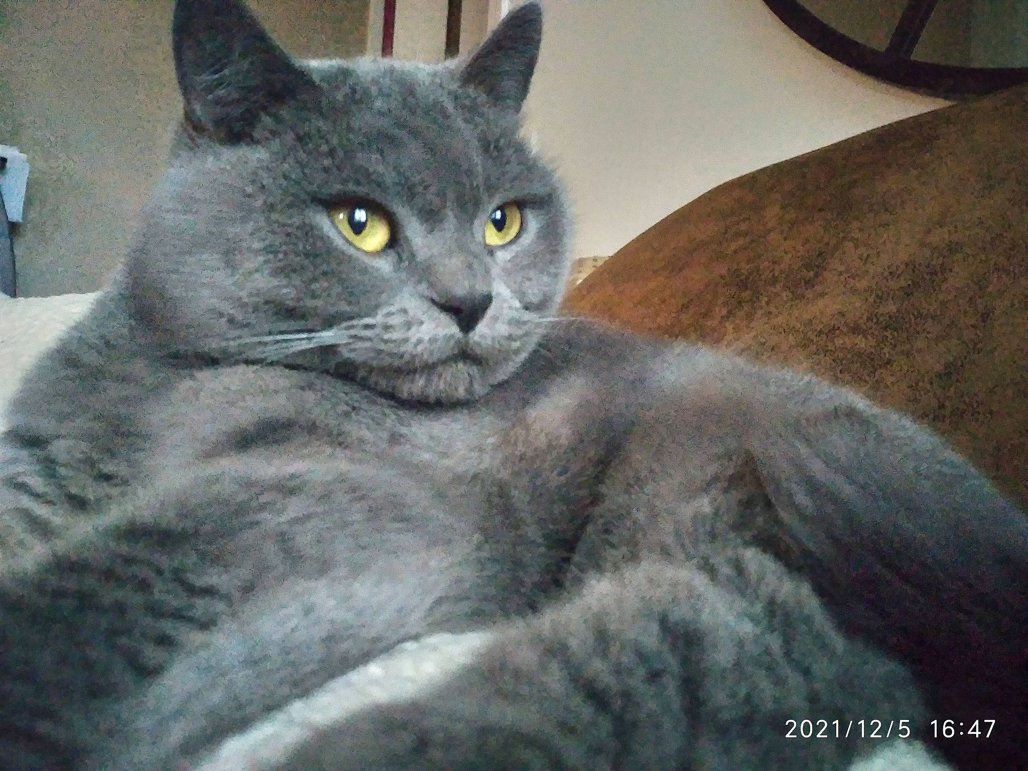 Oky participe au concours pour gagner de l'argent avec cette photo : art, carnivore, cat, domestic_short_haired_cat, drawing, eye, felidae, fur, grey, head, illustration, russian_blue, small_to_medium_sized_cats, snout, terrestrial_animal, whiskers, window