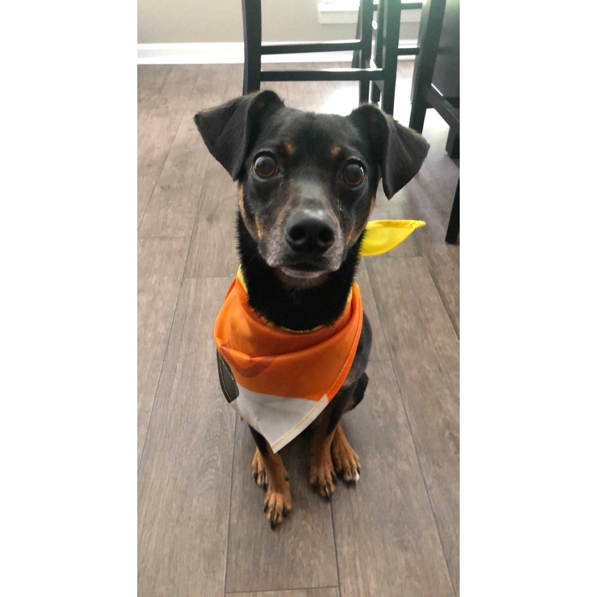 Skye joined the competition — help win amazing prizes! canidae, carnivore, collar, companion_dog, dog, dog_breed, dog_clothes, dog_supply, liver, non_sporting_group, pet_supply, small_terrier, snout, sporting_group, tail, whiskers, working_animal