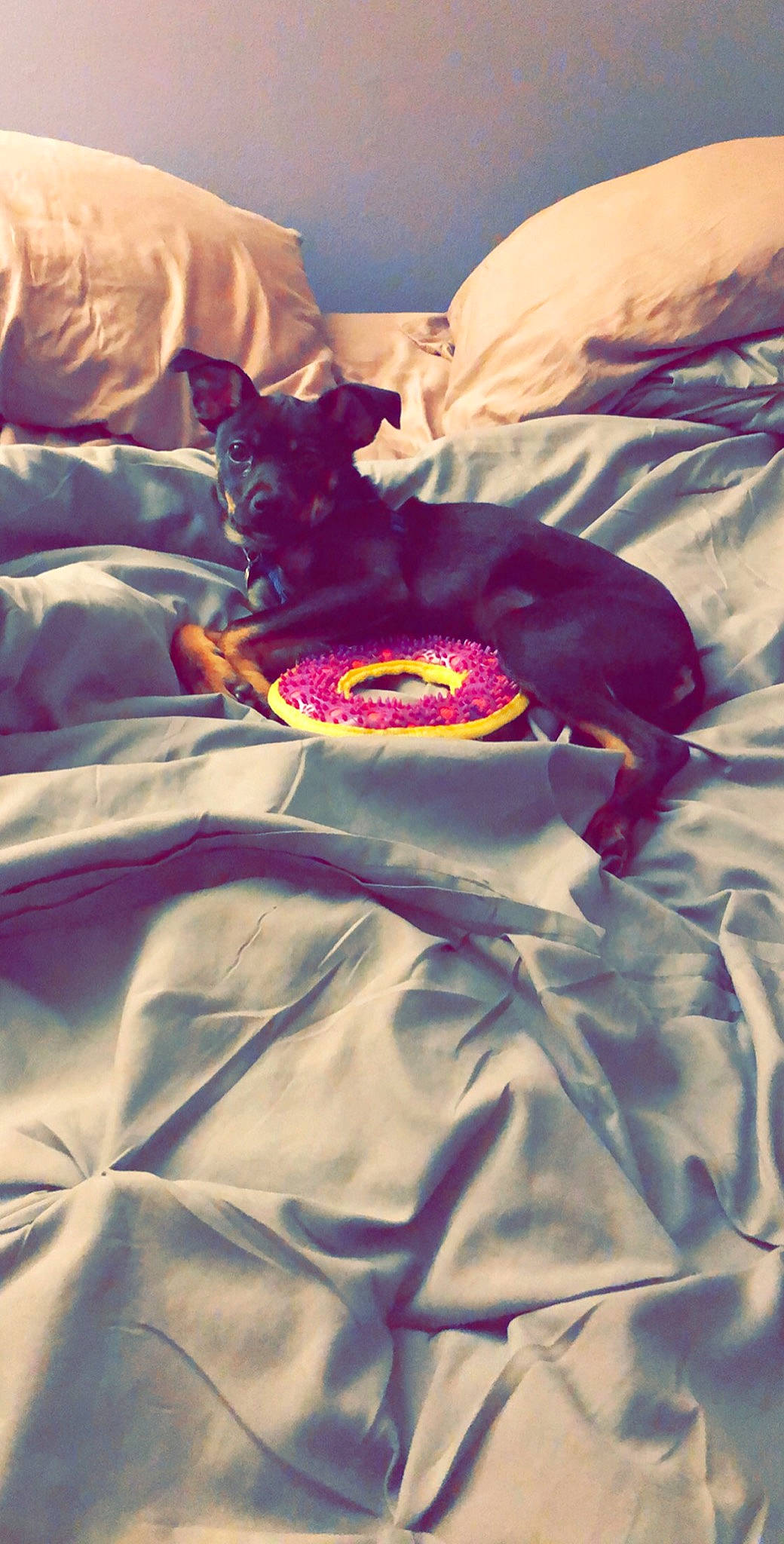 Skye joined the competition — help win amazing prizes! bed, bed_sheet, bedding, bedroom, black_cat, blanket, carnivore, cat, comfort, felidae, linens, purple, small_to_medium_sized_cats, whiskers, working_dog