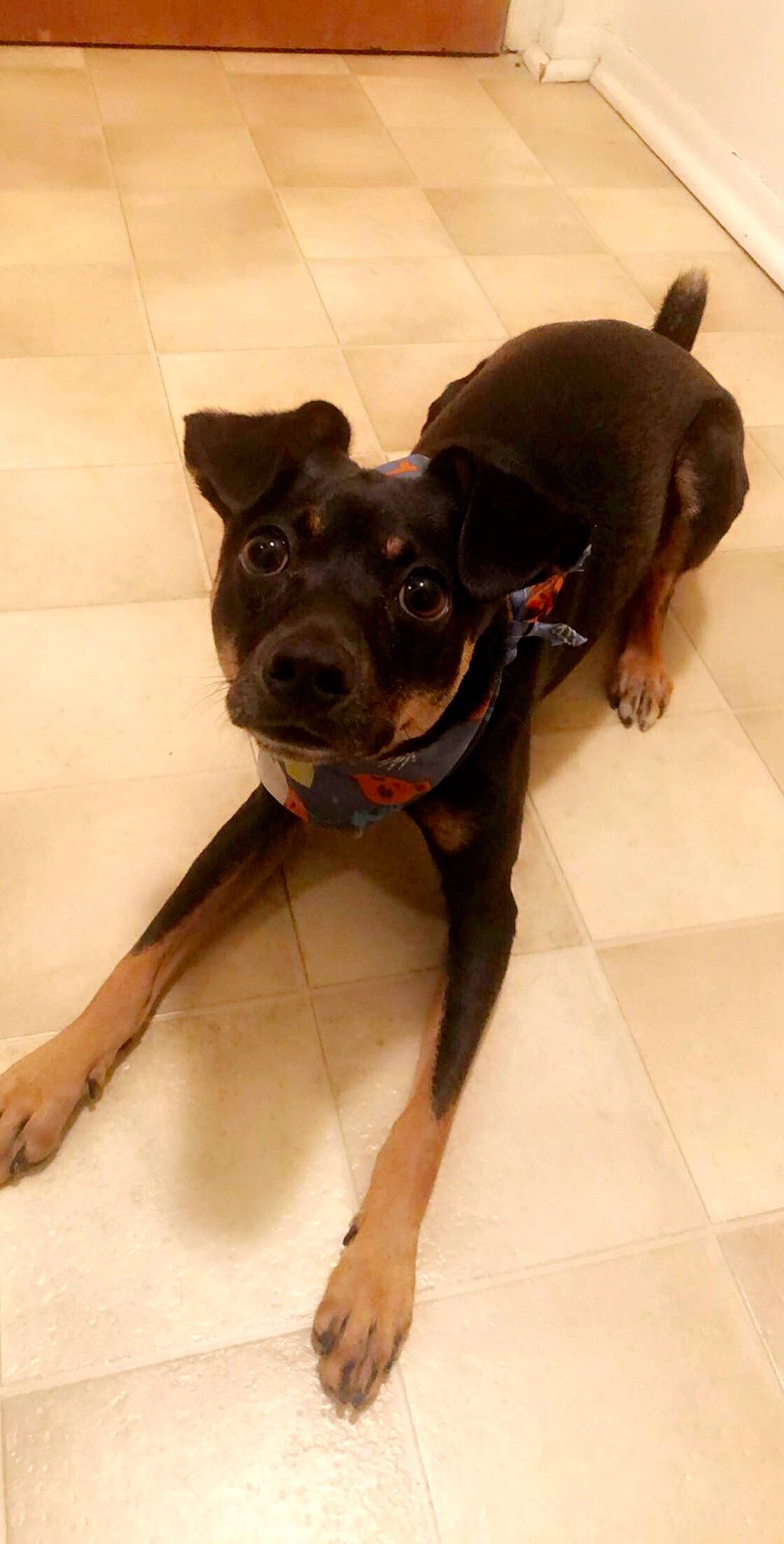 Skye joined the competition — help win amazing prizes! beige, canidae, carnivore, collar, companion_dog, dog, dog_breed, dog_collar, fawn, floor, flooring, liver, pet_supply, snout, sporting_group, tail, tan, tile, tongue, working_animal