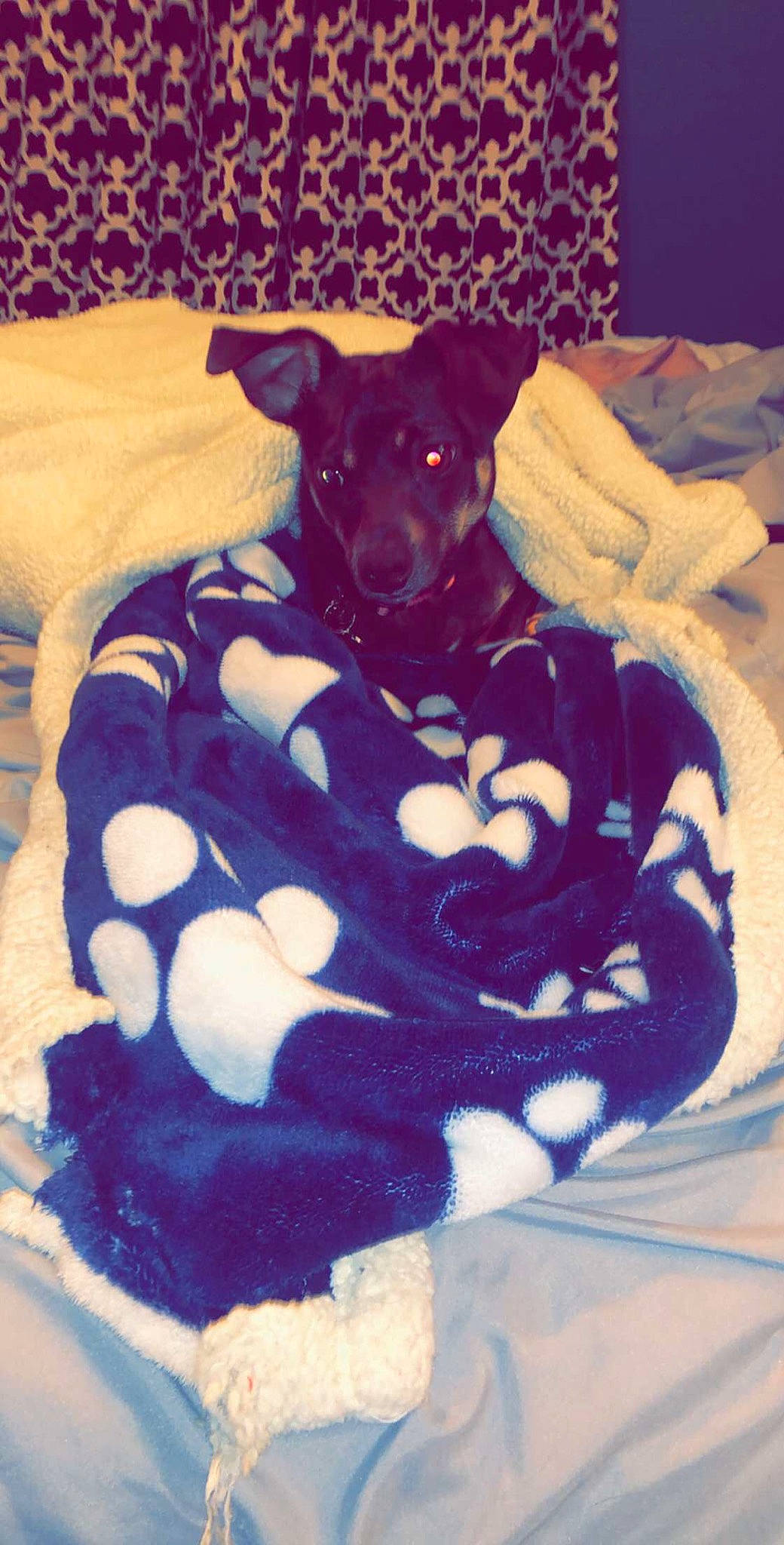 Skye is registered to the contest to win money with this photo: canidae, carnivore, collar, companion_dog, dog, dog_bed, dog_breed, dog_collar, dog_supply, linens, non_sporting_group, pet_supply, snout, sporting_group, working_animal, working_dog