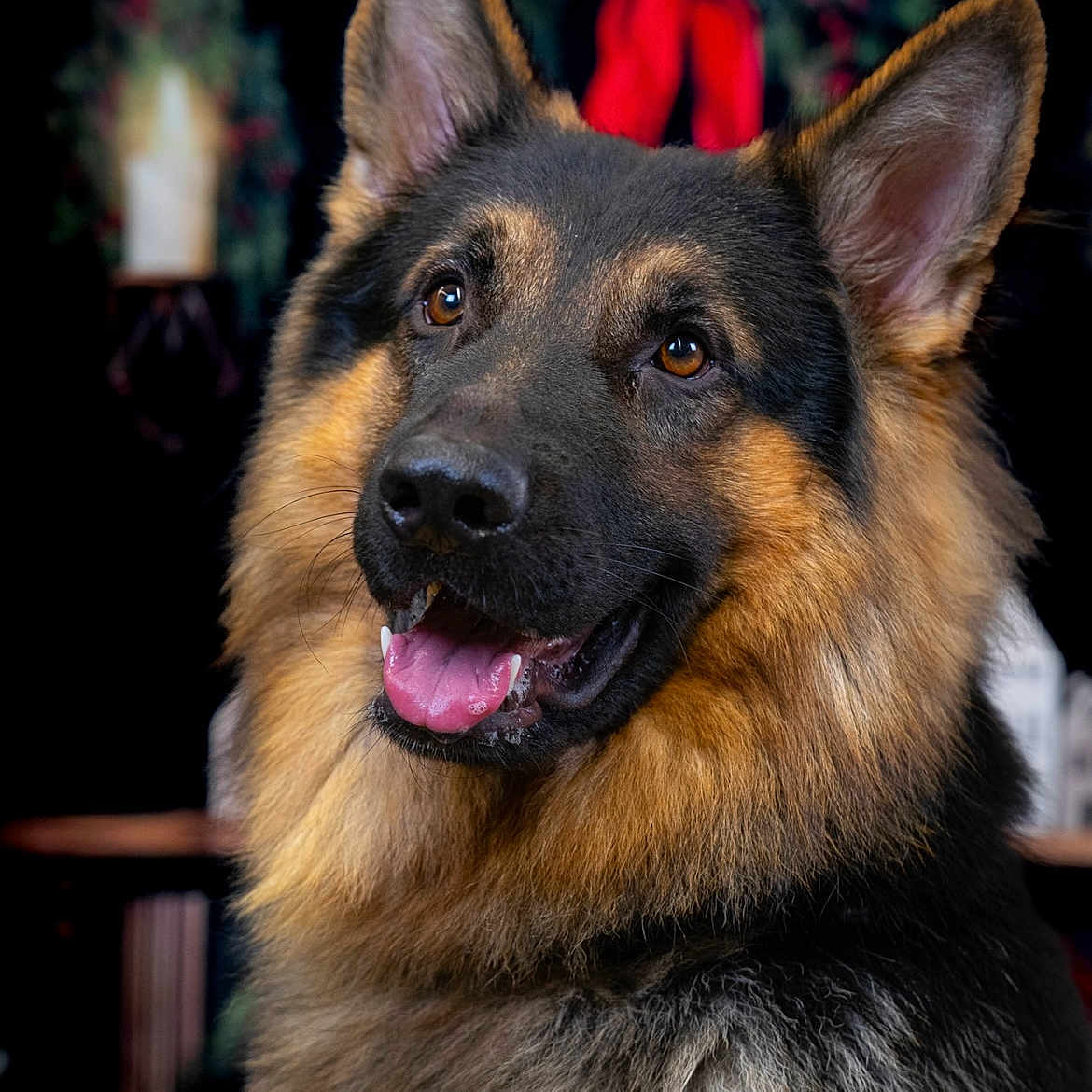 Tiago participe au concours pour gagner de l'argent avec cette photo : animal, bodypart, canine, dog, germanshepherd, mouth, person, pet, policedog, puppy
