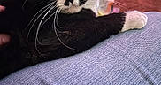 Oreo is registered to the contest to win money with this photo: animal, background, black_and_white, carpet, cat, close_up, cute, denim, domestic_animal, feline, green_eyes, household, indoor, lap, person, pet, relaxed, resting, tuxedo_cat, whiskers