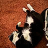 Oreo joined the competition — help win amazing prizes! animal, black_and_white, carpet, cat, cozy, cute, domestic, feline, fur, indoor, lying_down, mammal, paw, pet, quiet, relaxed, resting, sleeping, soft, whiskers