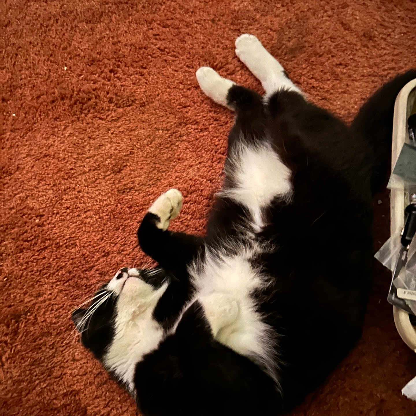 Oreo