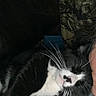 Oreo is registered to the contest to win money with this photo: affection, animal, black_and_white, cat, close_up, companion, cozy, cuddle, cute, dim_lighting, face, feline, fur, indoor, person, pet, relaxation, resting, snuggling, whiskers