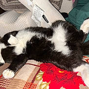 Oreo joined the competition — help win amazing prizes! animal, black_and_white, blanket, cat, comfort, cozy, cushion, cute, domestic_animal, fabric, feline, fur, indoor, lying_down, paw, pet, relaxed, resting, sleepy, whiskers