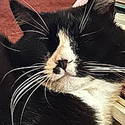 Oreo joined the competition — help win amazing prizes! animal, black_and_white, books, cat, close_up, cozy, domestic_cat, face, feline, fur, indoor, mammal, nose, pet, portrait, relaxed, rest, sleeping, whisker, whiskers