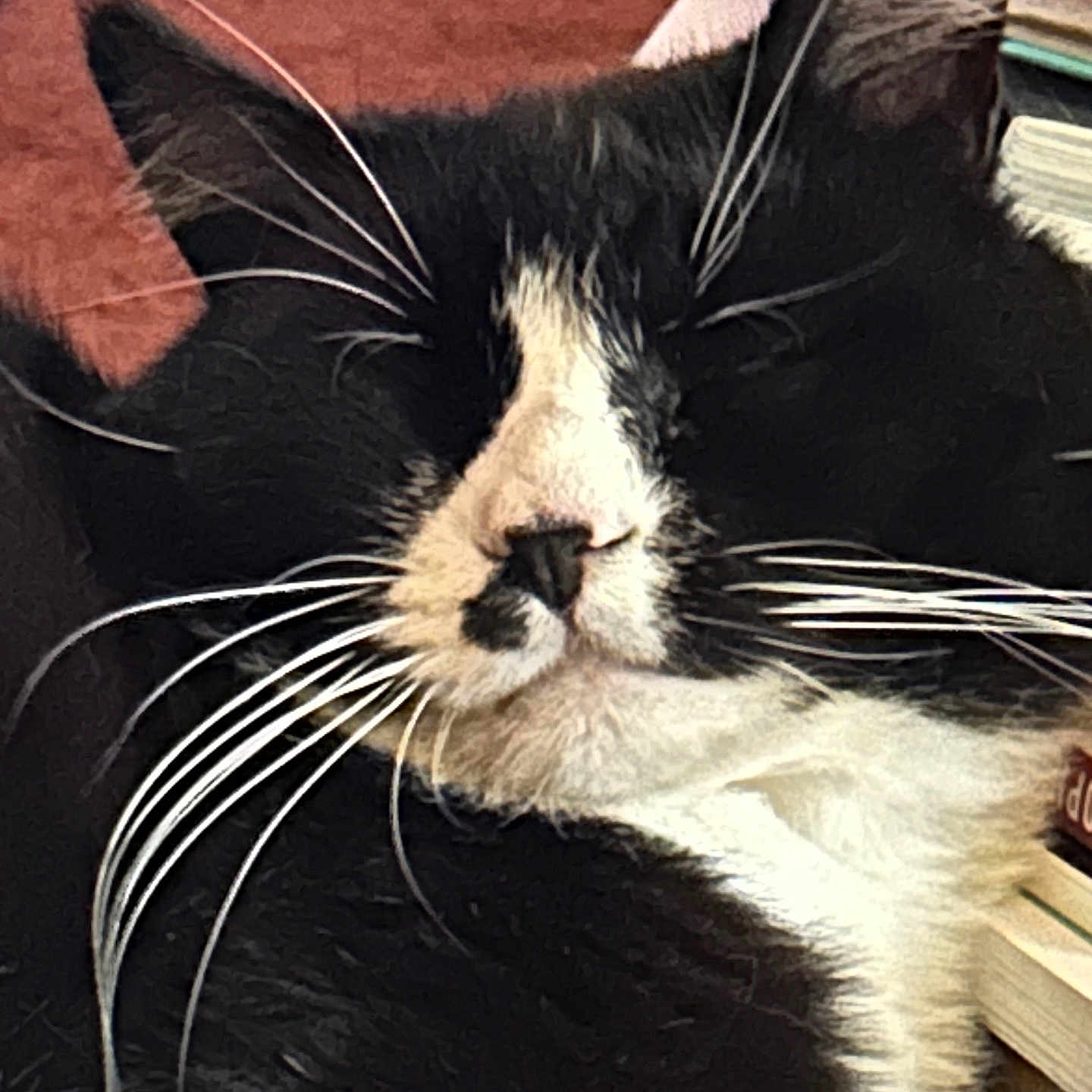 Oreo