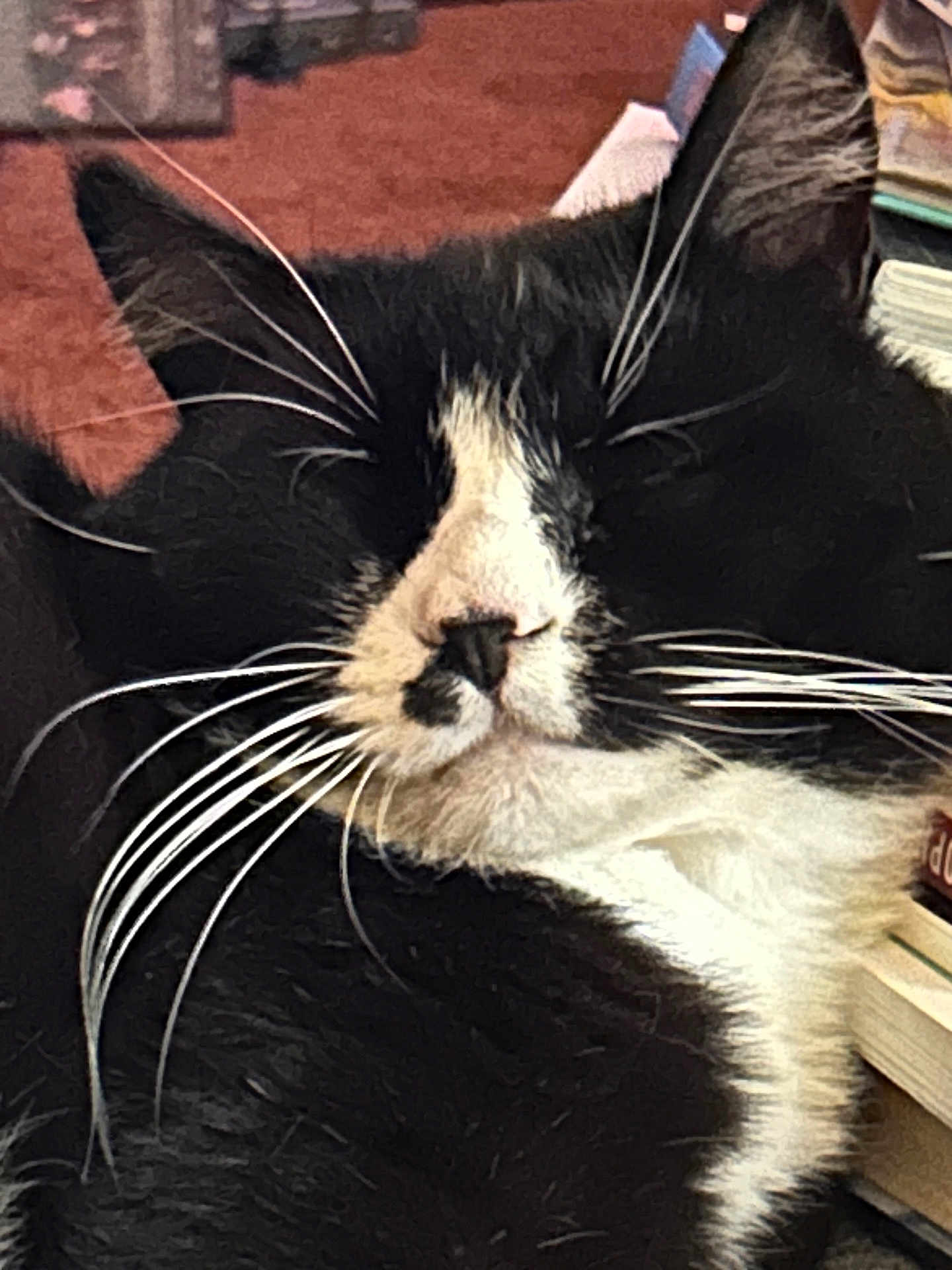 Oreo
