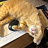 Pikachu joined the competition — help win amazing prizes! calendar, cat, clutter, computer_mouse, cute, desk, domestic_animal, feline, ginger_cat, indoor, napping, office, papers, paw, pet, pink_nose, relaxed, sleeping, table, whiskers
