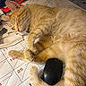 Pikachu is registered to the contest to win money with this photo: animal, calendar, cat, close_up, cluttered, cute, desk, fur, ginger_cat, indoor, mouse_computer, napping, orange, papers, paw, pet, relaxed, sleeping, tabby, whiskers