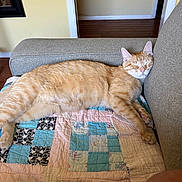 Pikachu joined the competition — help win amazing prizes! cat, orange_tabby, sleeping, couch, quilt, patchwork, indoor, furniture, relaxing, cozy, pet, animal, resting, home, floor, armrest, yellow_wall, wooden_floor, cute, domestic_cat