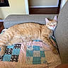 cat, orange_tabby, sleeping, couch, quilt, patchwork, indoor, furniture, relaxing, cozy, pet, animal, resting, home, floor, armrest, yellow_wall, wooden_floor, cute, domestic_cat