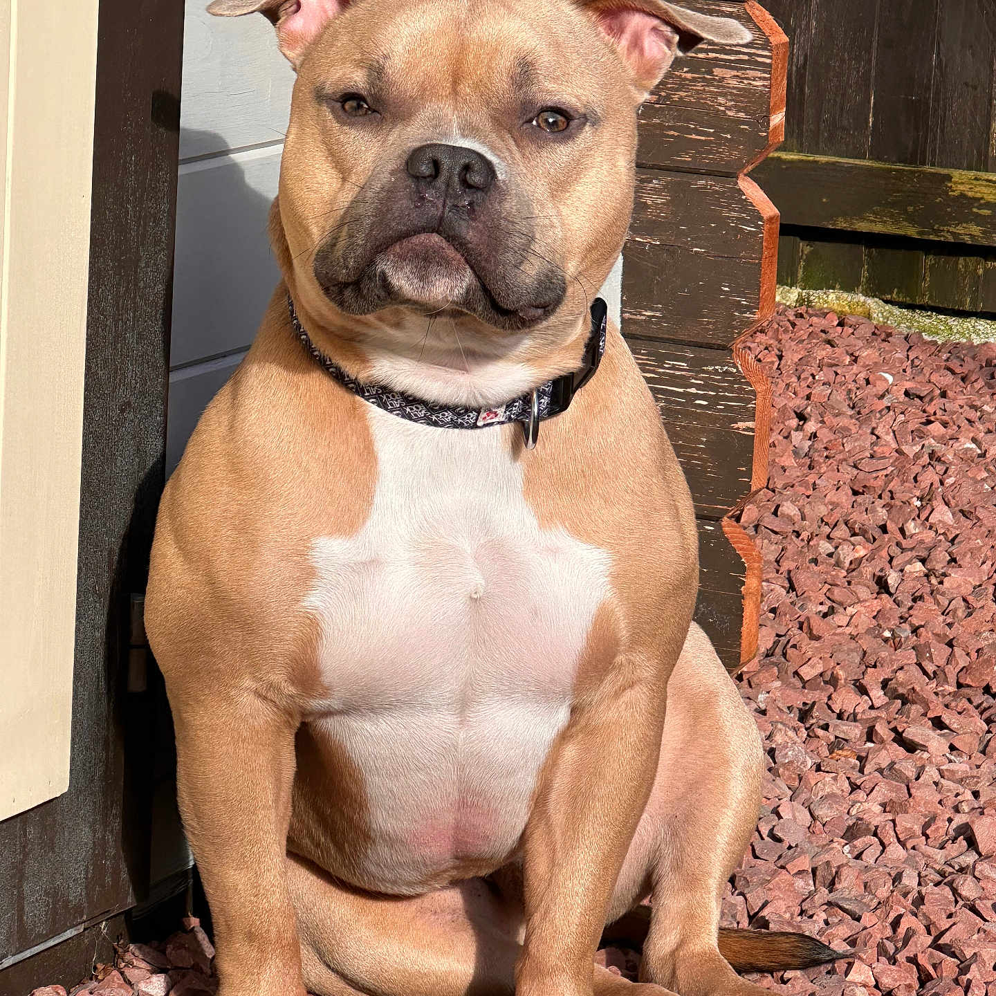 Griffy