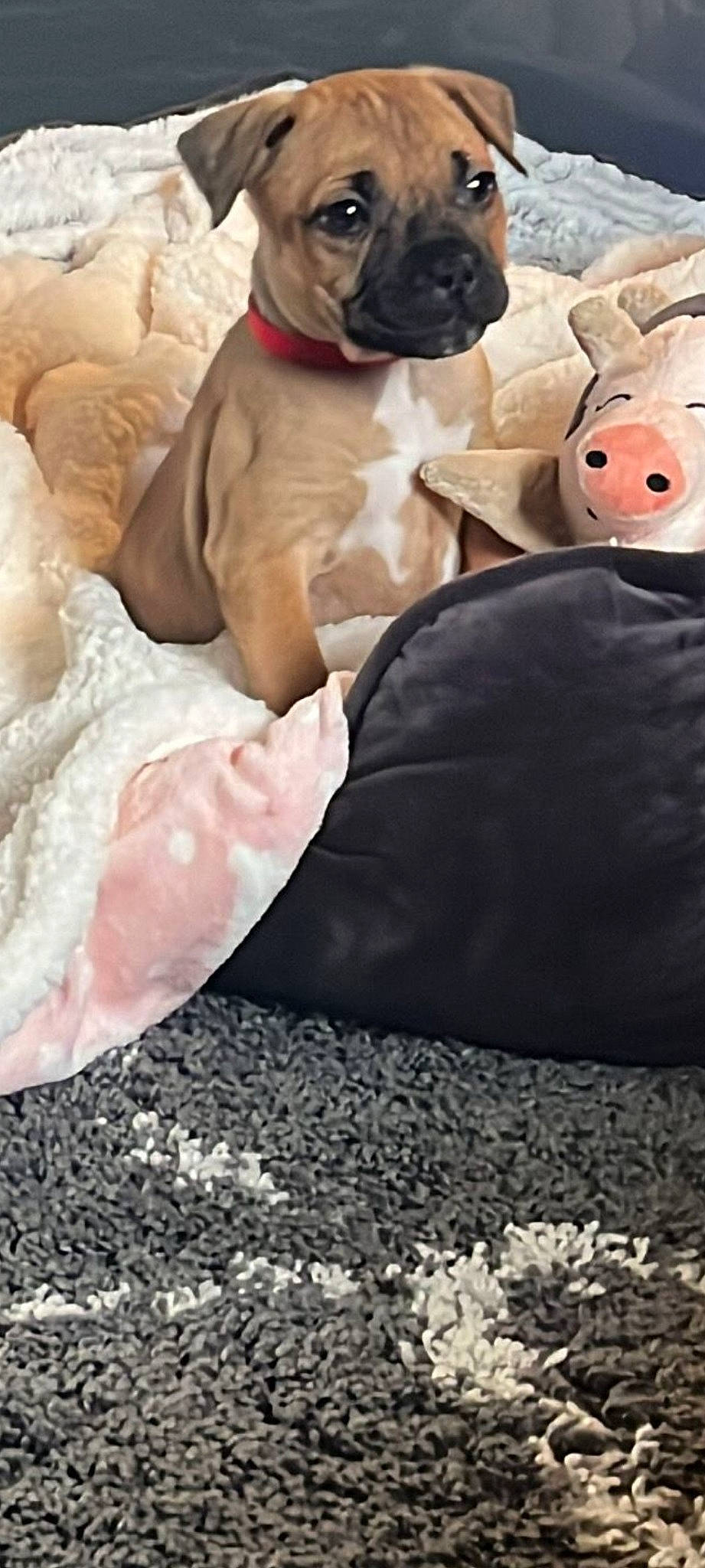 Cali joined the competition — help win amazing prizes! art, bedding, carnivore, carpet, comfort, companion_dog, dog, dog_breed, dog_collar, dog_supply, fawn, flooring, fur, linens, paw, sporting_group, stuffed_toy, textile, toy, working_animal