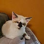 Kitty participe au concours pour gagner de l'argent avec cette photo : kitten, cat, feline, pet, animal, white, brown, black, ears, face, paw, blanket, soft, indoor, resting, cute, fur, young, cozy, comfort
