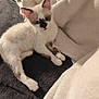 Kitty participe au concours pour gagner de l'argent avec cette photo : kitten, cat, pet, animal, feline, young, white_fur, brown_markings, ears, eyes, paws, blanket, soft_texture, resting, indoor, cute, cozy, fur, small, lying_down
