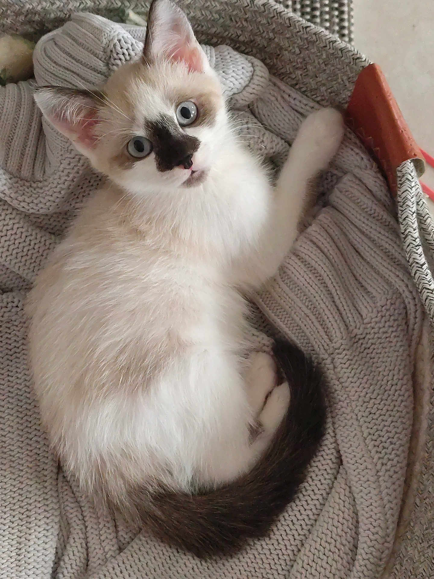 Kitty