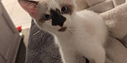 Kitty a rejoint le concours — aidez-le/la à gagner de superbes lots ! kitten, cat, pet, animal, indoor, blanket, furniture, curious, soft, fur, paws, face, cozy, room, domestic, young, white, brown, black, resting
