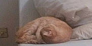 Crevettes participe au concours pour gagner de l'argent avec cette photo :