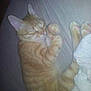 Crevettes participe au concours pour gagner de l'argent avec cette photo :