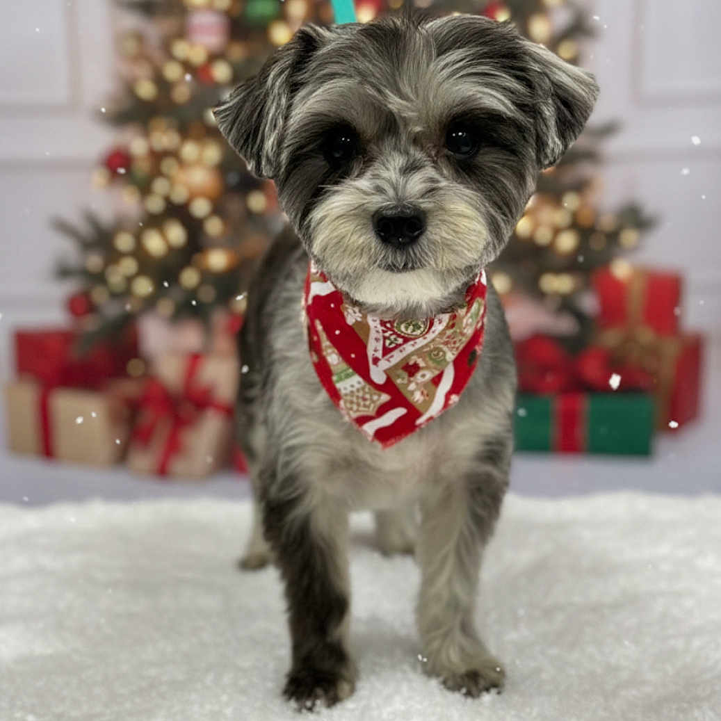 Angel joined the competition — help win amazing prizes! adorable, animal, bandana, blurred_background, celebration, christmas, christmas_tree, cute, decorated_tree, dog, festive, fluffy, gift, holiday, indoor, pet, present, puppy, snow_like_surface, winter