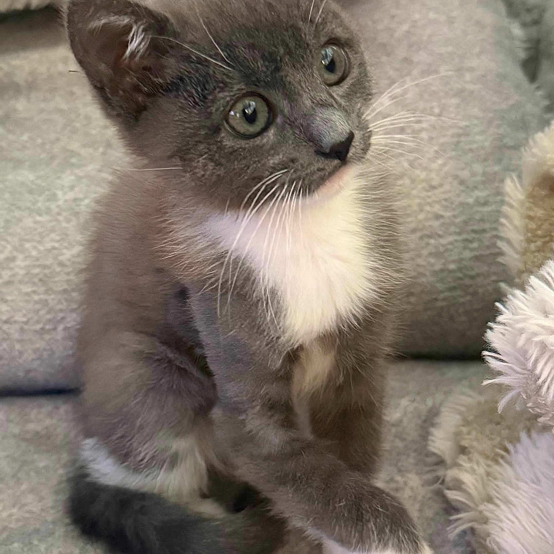 Oreo joined the competition — help win amazing prizes! animal, cat, close_up, cozy, curious, cute, ears, feline, fluffy, gray_cat, indoor, kitten, pet, sitting, soft_texture, tail, whiskers, white_chest, white_paws, young