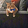 Bowie is registered to the contest to win money with this photo: cat, tabby, bow_tie, sofa, furniture, indoor, pet, animal, relaxed, resting, whiskers, fur, couch, domestic, cute, face, paws, home, cozy, looking