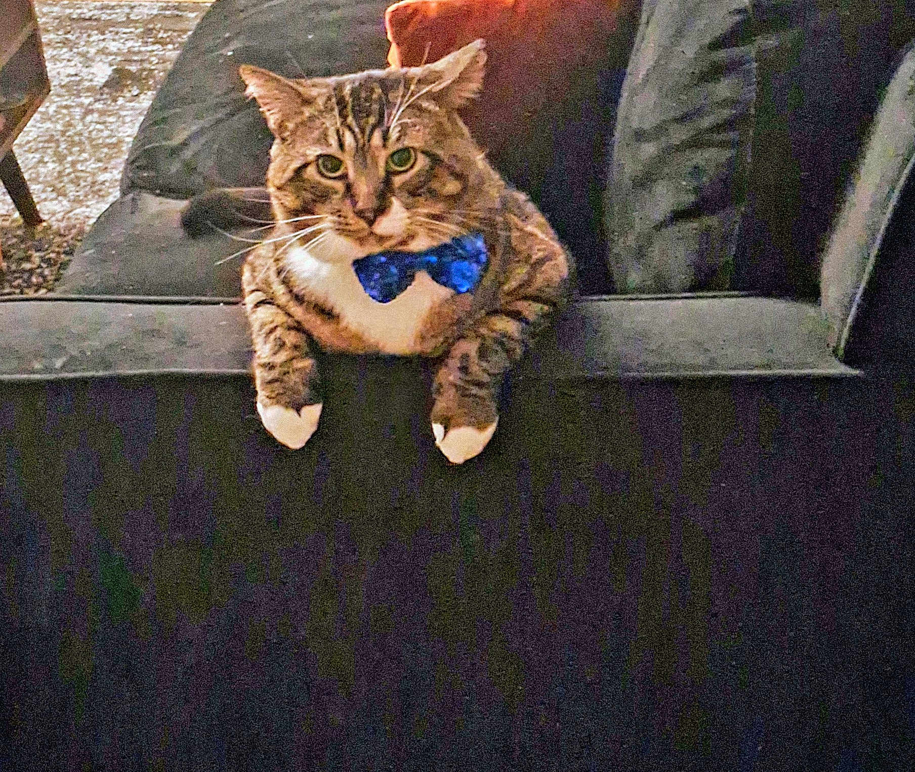 Bowie