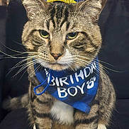 Bowie is registered to the contest to win money with this photo: cat, tabby_cat, birthday_hat, birthday_boy_bandana, blue_hat, blue_bandana, pet, animal, whiskers, sitting, indoor, feline, can, celebration, cute, ears, fur, paw, closeup, face