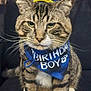 cat, tabby_cat, birthday_hat, birthday_boy_bandana, blue_hat, blue_bandana, pet, animal, whiskers, sitting, indoor, feline, can, celebration, cute, ears, fur, paw, closeup, face