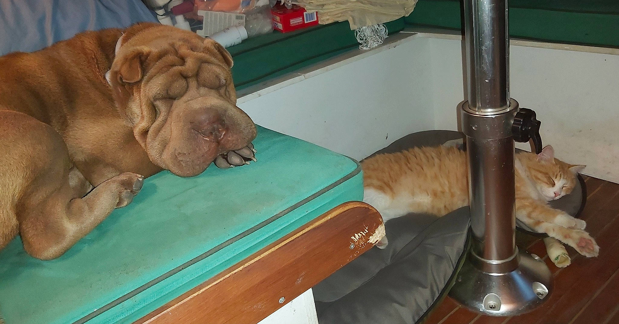 Sushie a rejoint le concours — aidez-le/la à gagner de superbes lots ! art, carnivore, cat, comfort, companion_dog, dog, fawn, felidae, hardwood, liver, mammal, musical_instrument, room, sculpture, small_to_medium_sized_cats, sporting_group, vertebrate, wood, working_animal, wrinkle