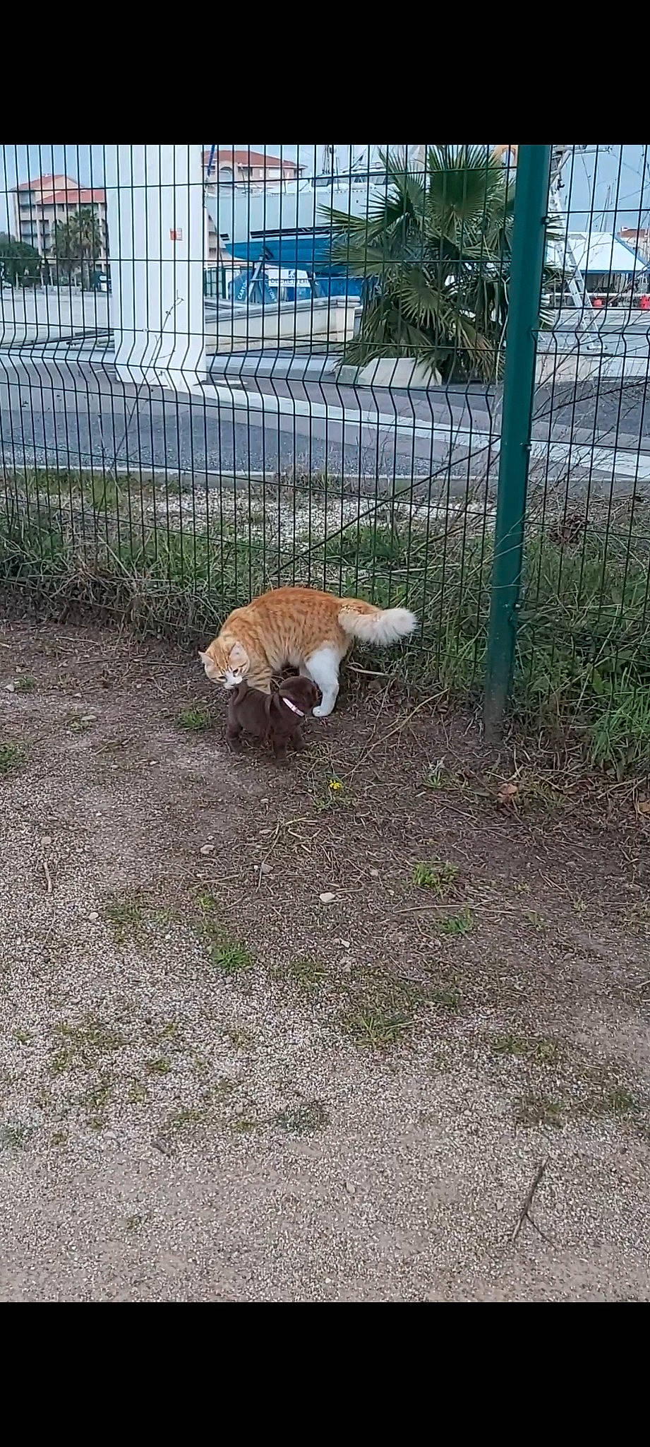 Sushie a rejoint le concours — aidez-le/la à gagner de superbes lots ! canidae, carnivore, chain_link_fencing, companion_dog, dog_breed, fawn, felidae, fence, grass, groundcover, mesh, plant, recreation, small_to_medium_sized_cats, soil, sporting_group, tail, terrestrial_animal, tree, wire_fencing