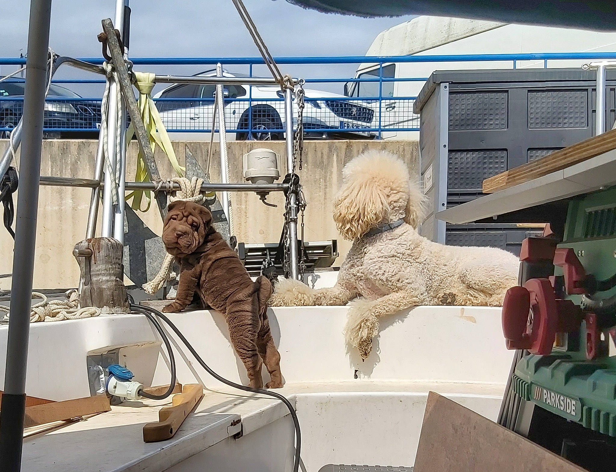 Sushie a rejoint le concours — aidez-le/la à gagner de superbes lots ! art, auto_part, big_cats, boat, electrical_wiring, felidae, fur, gas, machine, metal, motor_vehicle, naval_architecture, room, sculpture, statue, vehicle, water_transportation, watercraft, winter, wood