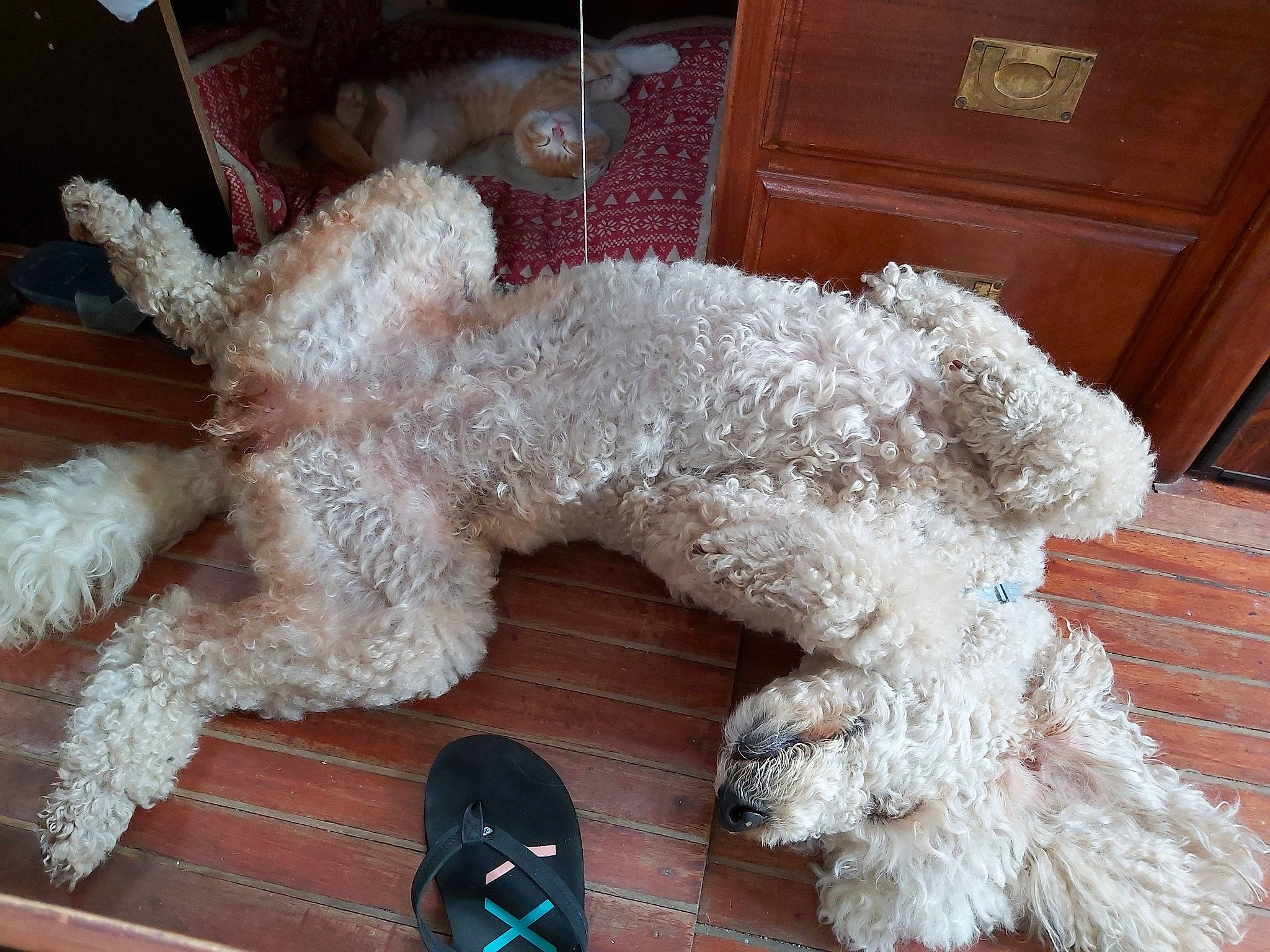 Lyra participe au concours pour gagner de l'argent avec cette photo : cabinetry, canidae, carnivore, chest_of_drawers, companion_dog, dog, dog_breed, door, event, fashion_accessory, fashion_design, fur, poodle, snout, sporting_group, sunglasses, tail, toy, toy_dog, wool