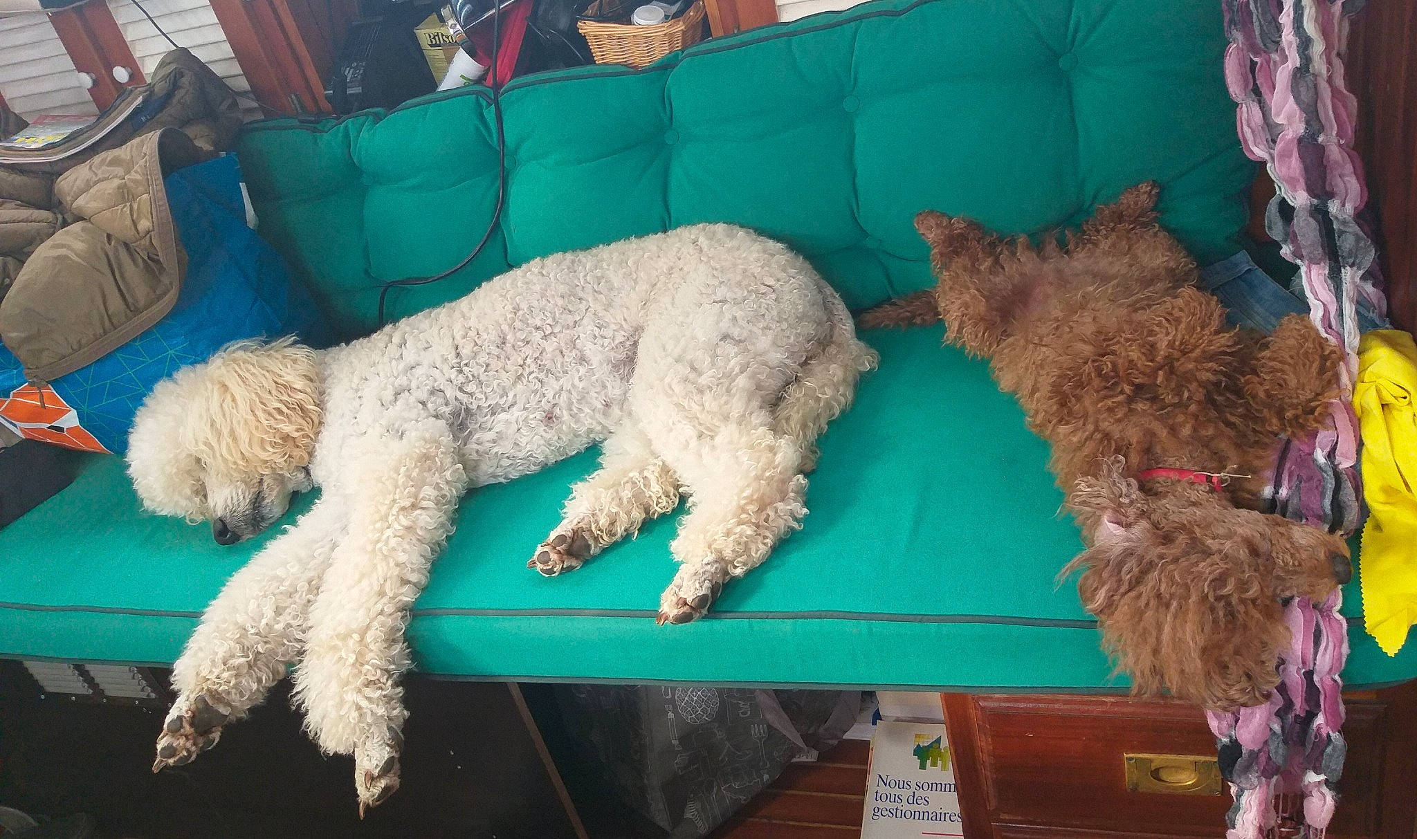 Lyra participe au concours pour gagner de l'argent avec cette photo : blue, canidae, carnivore, chair, companion_dog, couch, dog, dog_breed, fawn, fur, furniture, green, poodle, sheep, sporting_group, terrier, vertebrate, water_dog, wool, working_animal