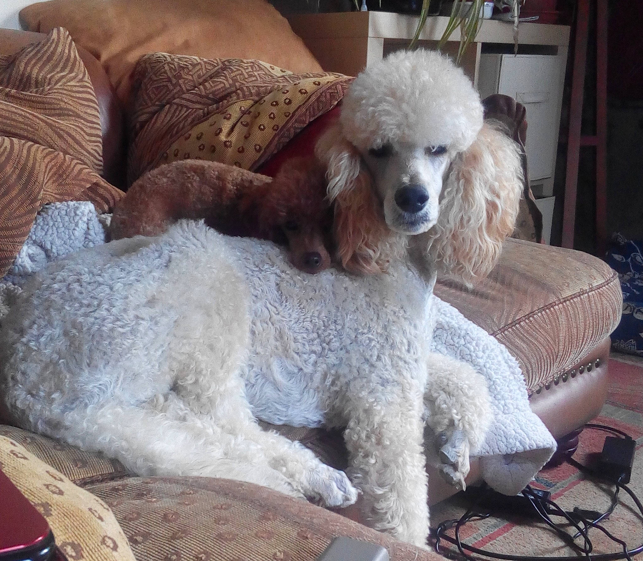 Lyra participe au concours pour gagner de l'argent avec cette photo : canidae, carnivore, chair, comfort, companion_dog, couch, dog, dog_breed, dog_supply, fawn, fur, non_sporting_group, poodle, sitting, sporting_group, standard_poodle, toy_dog, water_dog, wicker, working_animal