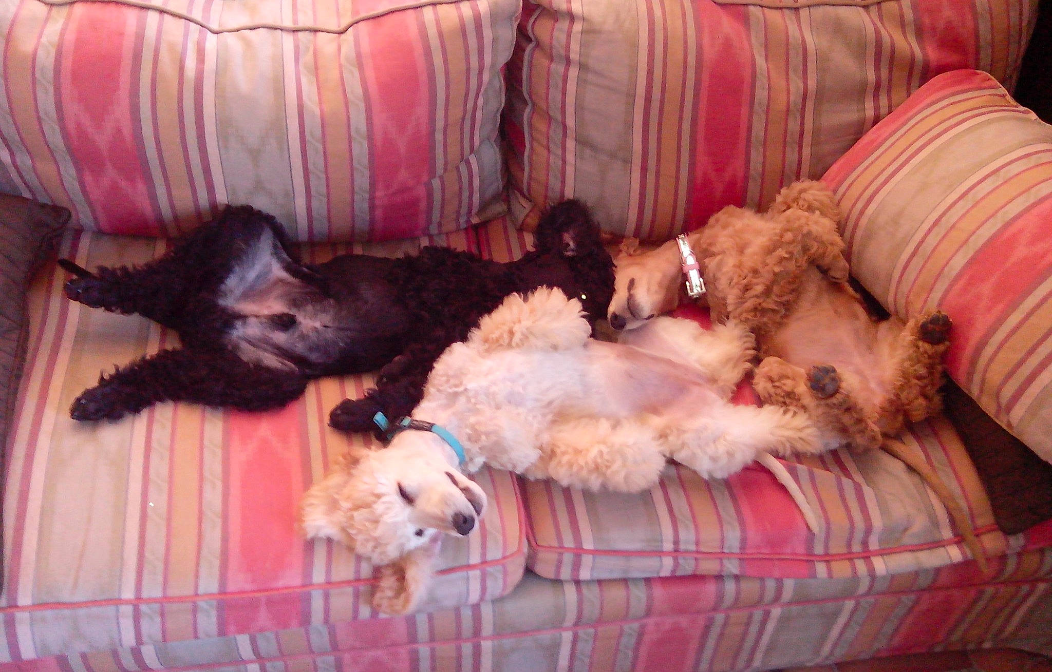 Lyra a rejoint le concours — aidez-le/la à gagner de superbes lots ! canidae, carnivore, comfort, companion_dog, couch, dog, dog_breed, dog_supply, fawn, felidae, flooring, fur, liver, living_room, mammal, room, sporting_group, studio_couch, tail, working_animal